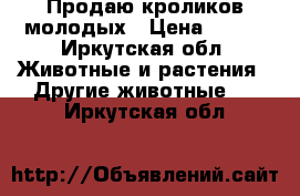 Продаю кроликов молодых › Цена ­ 450 - Иркутская обл. Животные и растения » Другие животные   . Иркутская обл.